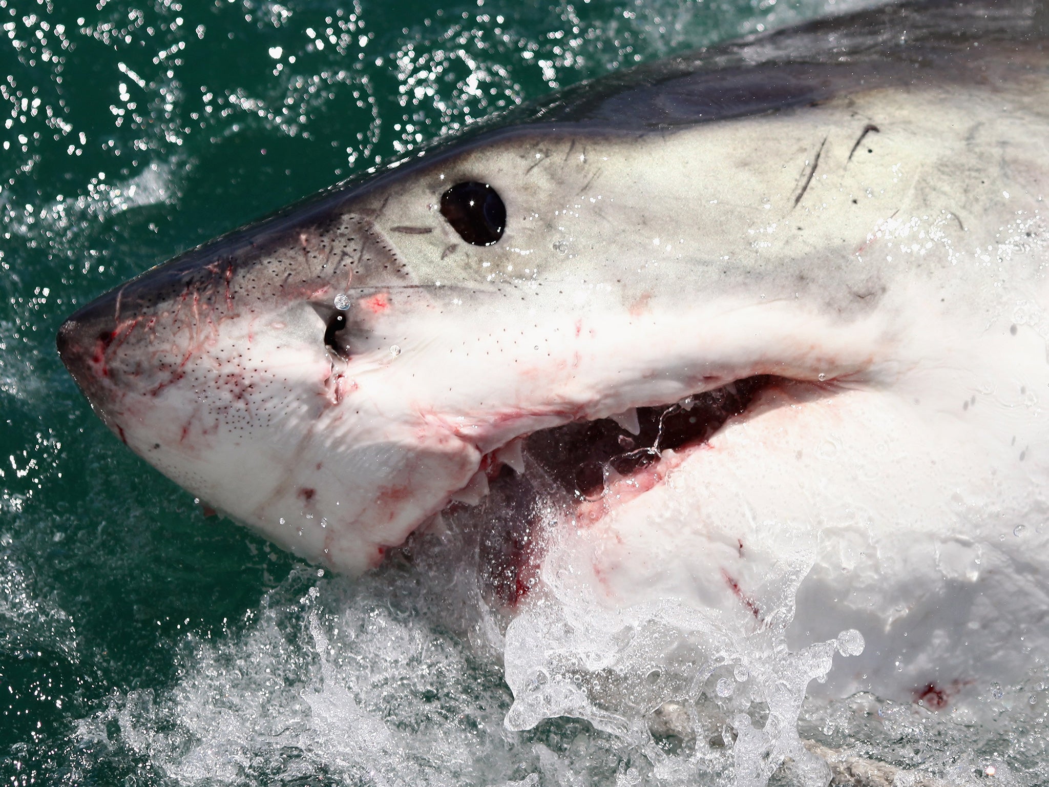 There has been another shark attack in North Carolina
