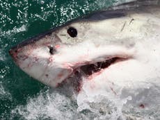 US man bitten and 'dragged underwater' in seventh shark attack off North Carolina coast