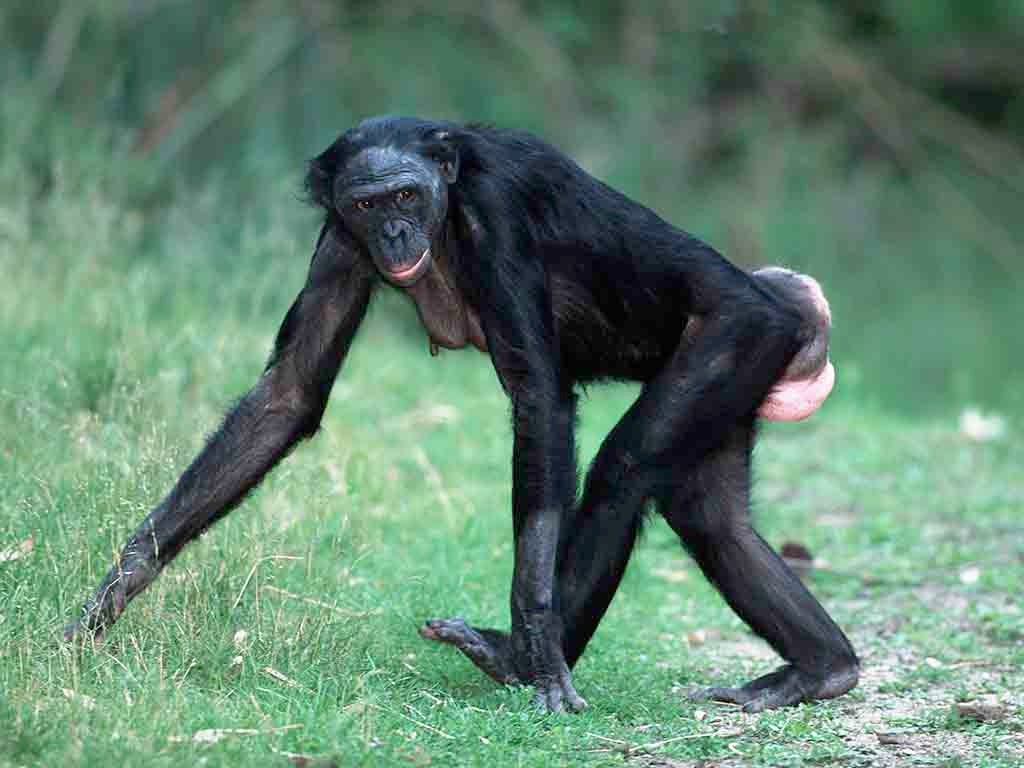Woman Has Sex With Chimp - The face of fertility: why do men find women who are near ...