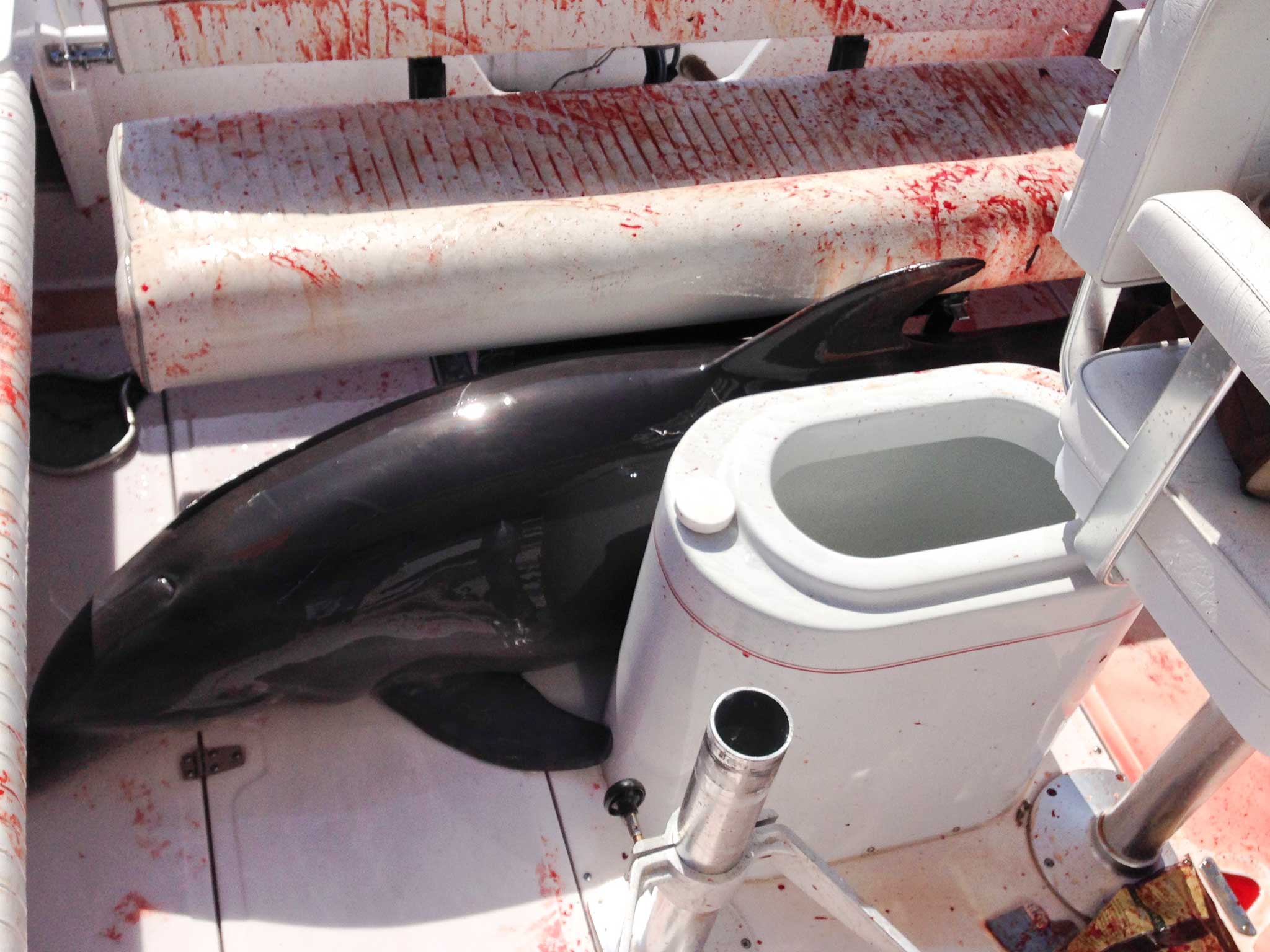 The dolphin - despite all the blood - was apparently released relatively unharmed