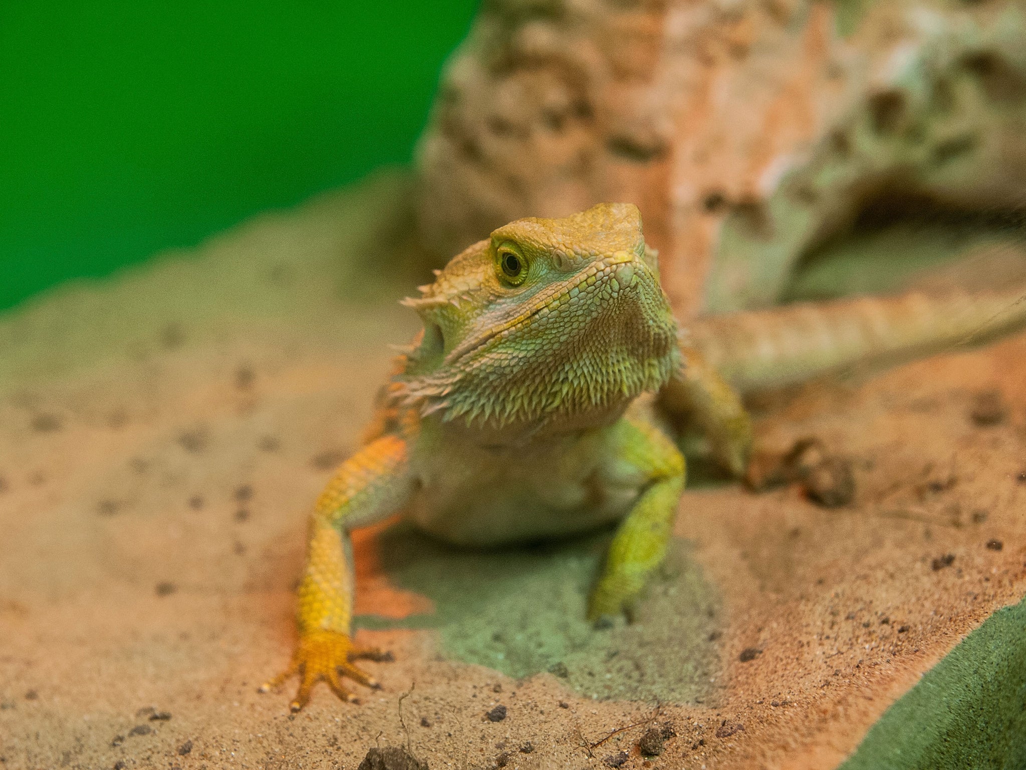 A 'Bearded Dragon' reptile is seen during the opening of the event 'Getting in touch with nature' in the new educational area at the Bioparco on October 12, 2013 in Rome, Italy