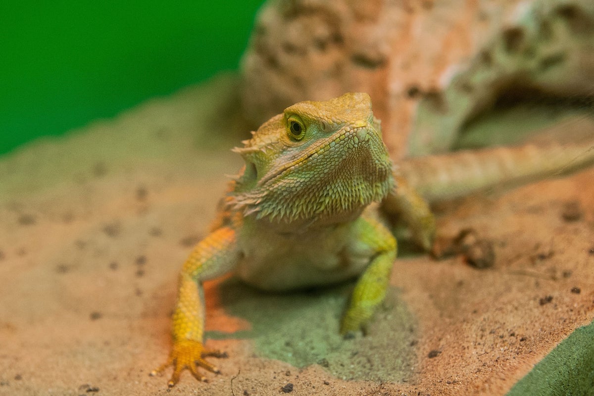 Hot temperatures are changing the gender of lizards, study finds | The ...