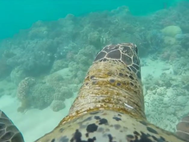 Amazing GoPro footage shows turtle eye view of the Great Barrier Reef