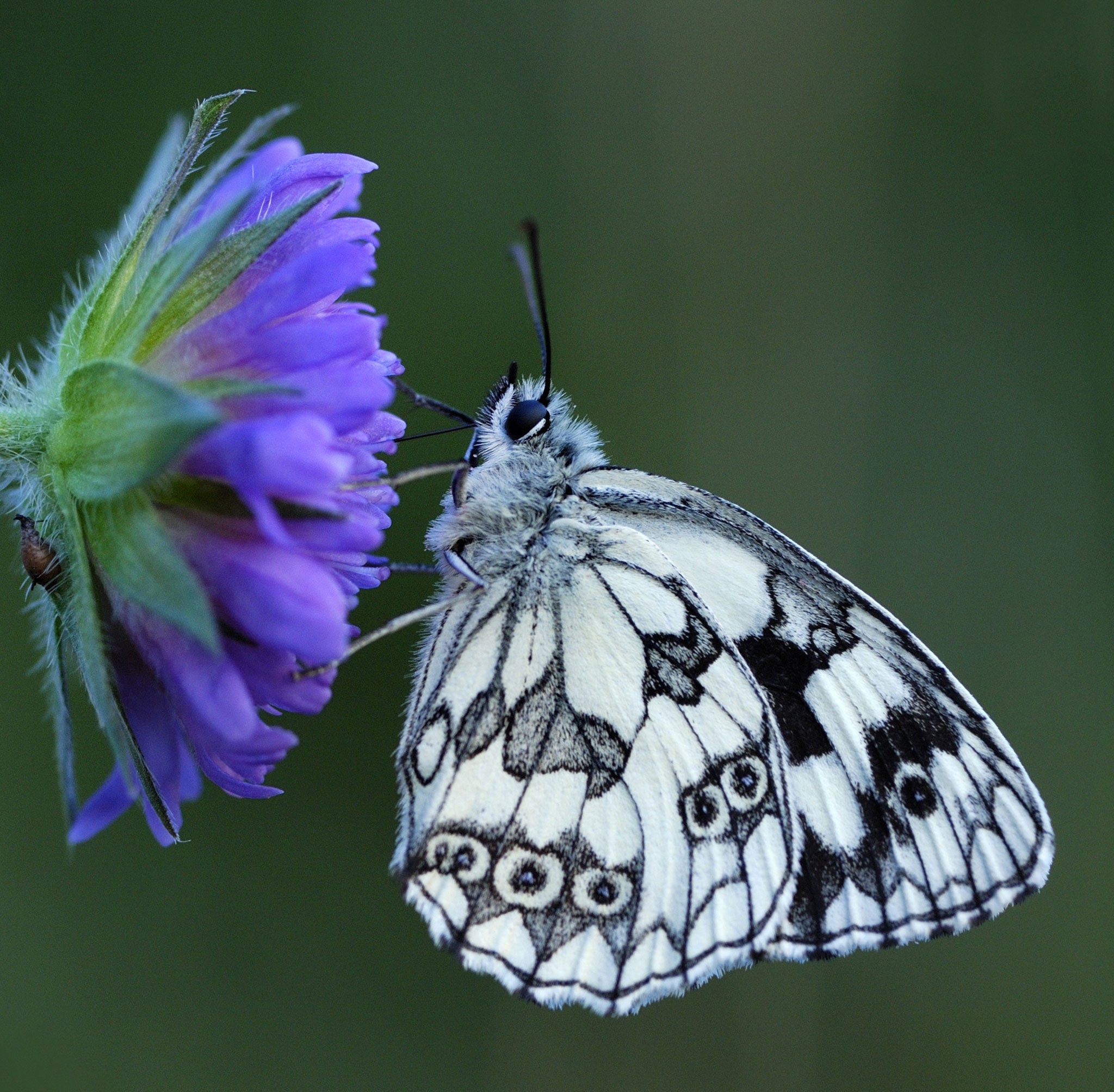 All a-flutter: Marbled White Butterfly (Melanargia galathea) resting on a flower