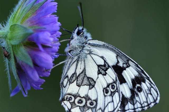 All a-flutter: Marbled White Butterfly (Melanargia galathea) resting on a flower