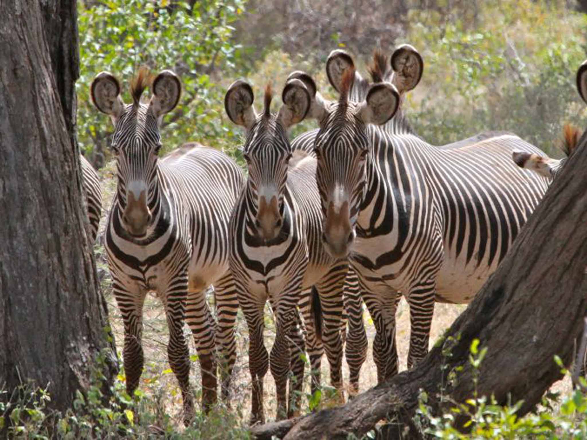 Grevy's zebras