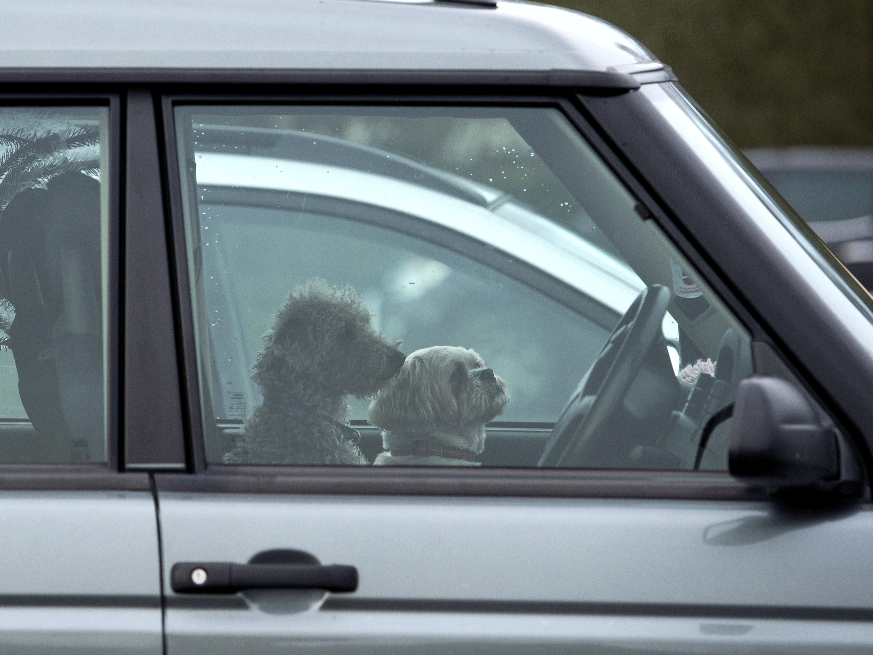 What should you do when you see a dog in a hot car? | The Independent | The  Independent