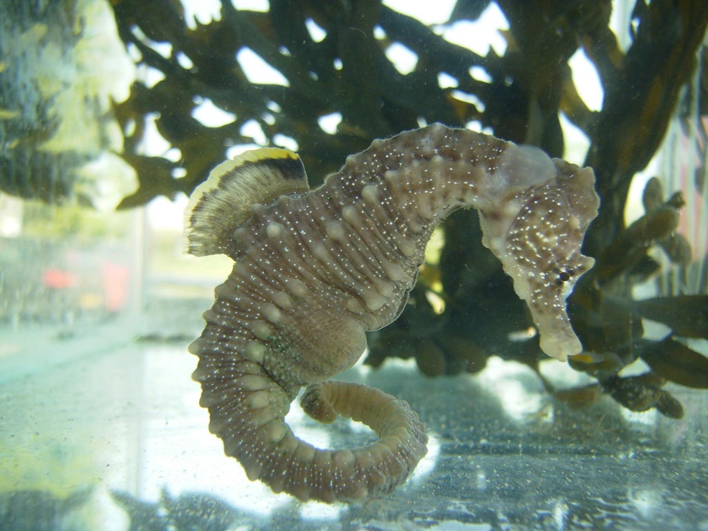 The seahorse’s tail is strong, energy efficient and flexible