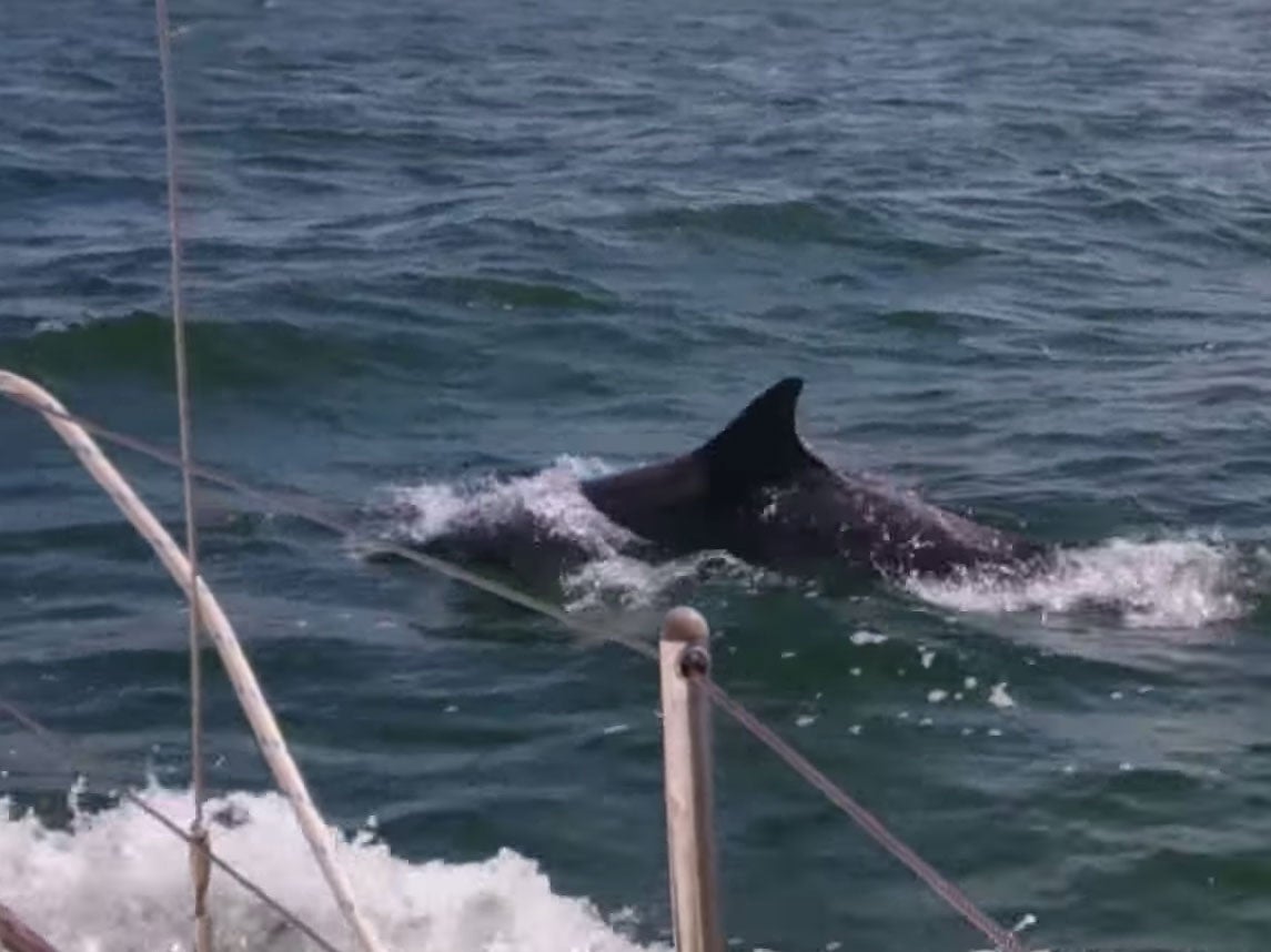 The dolphins can be seen swimming alongside a boat off the coast of Blackpool