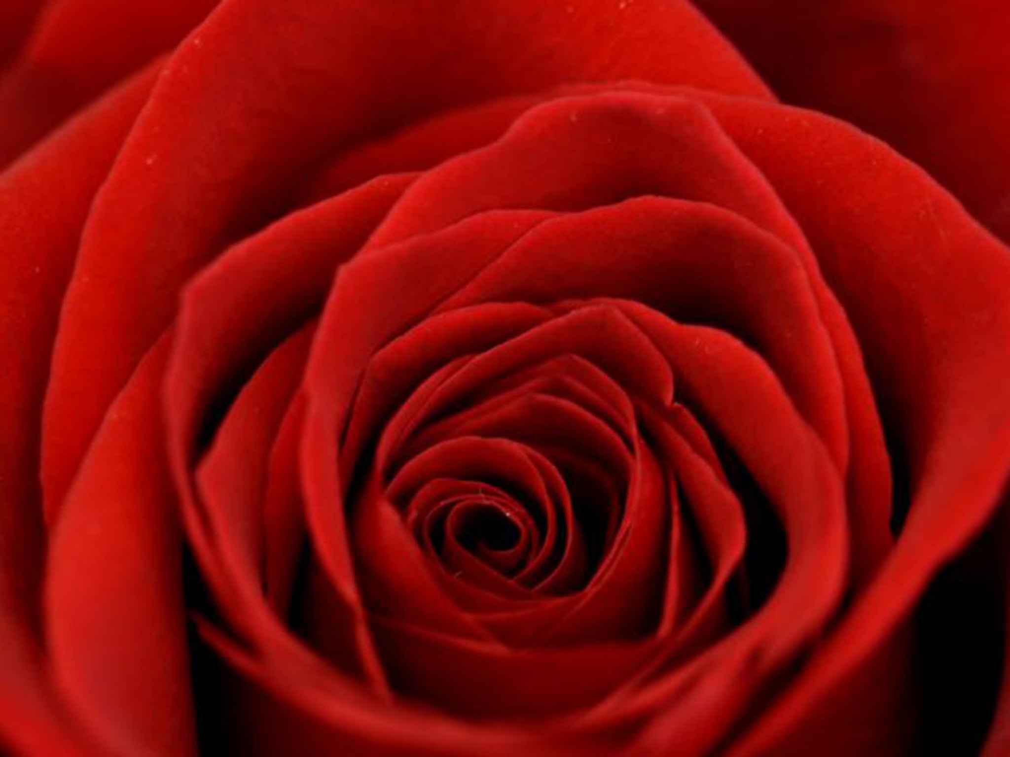 Scientists have identified an enzyme known as RhNUDX1 which plays a key role in producing the sweet fragrance of roses