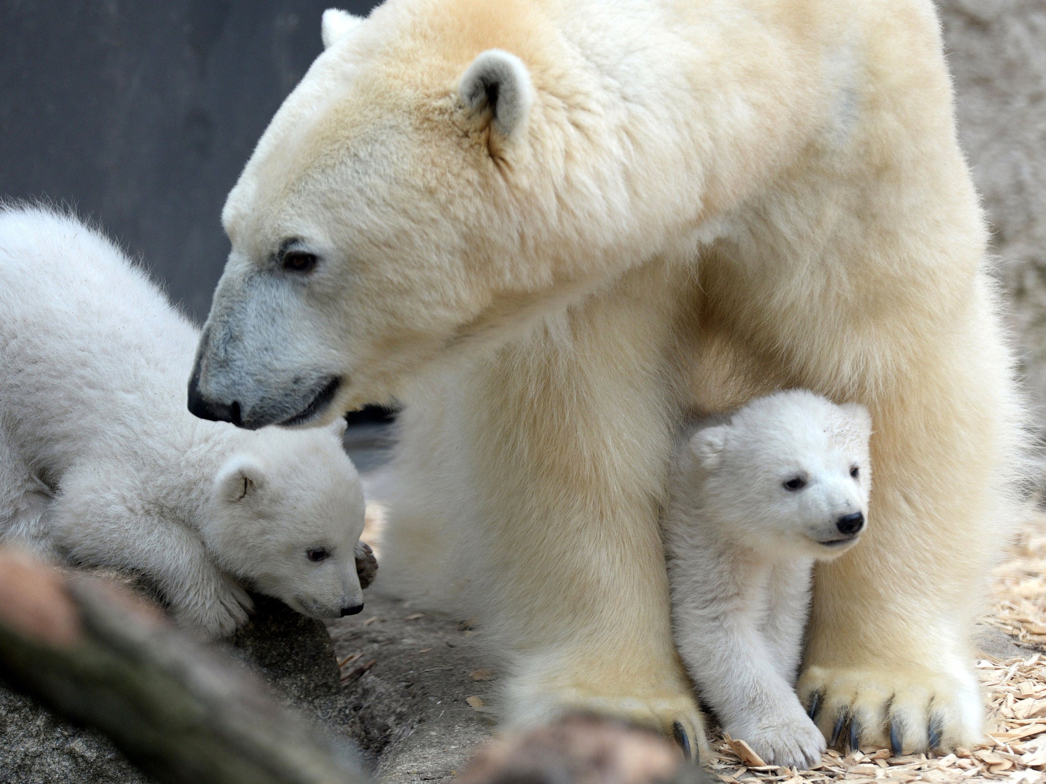 The polar bear's natural habitati, arctic sea ice, is rapidly melting
