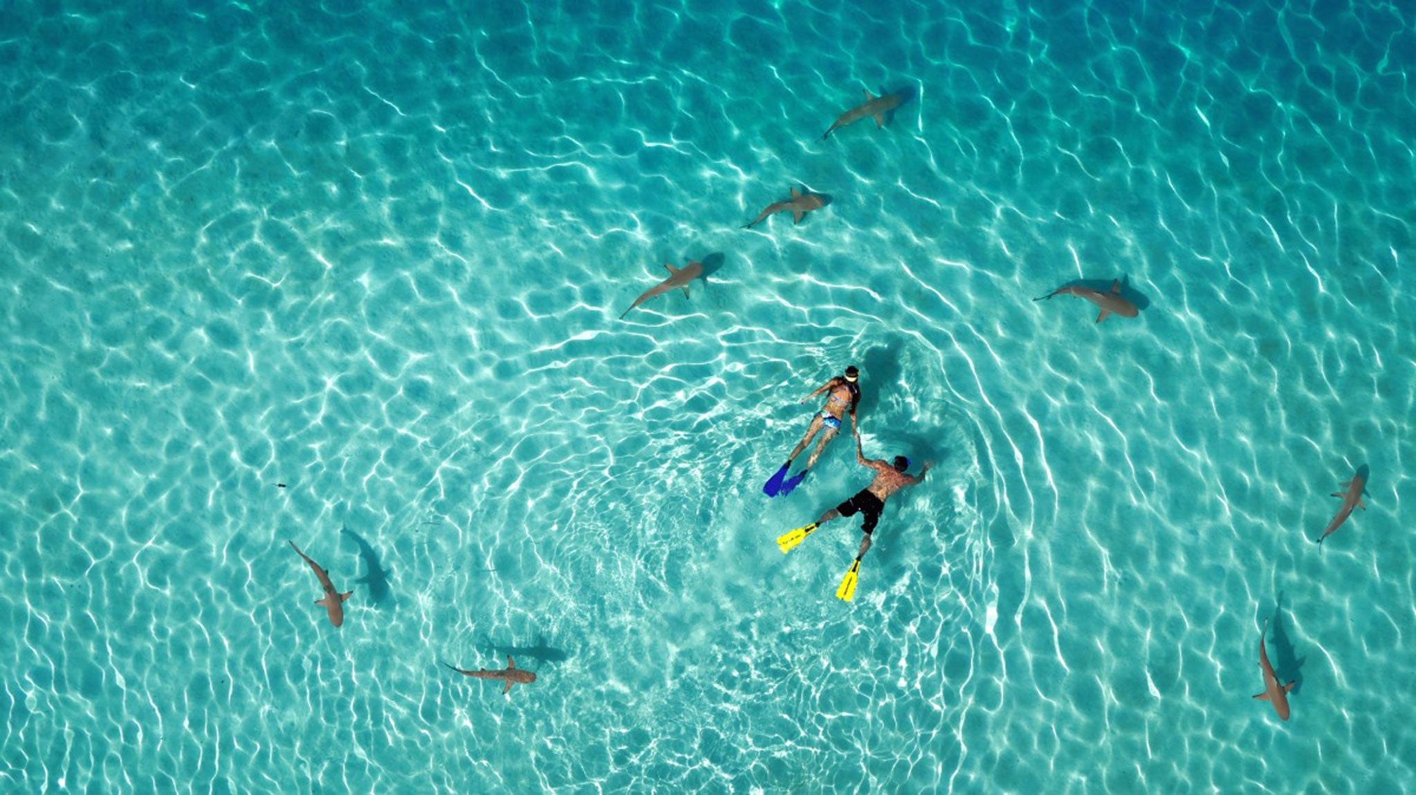 1st Prize Winner – Category Nature: Snorkeling with sharks by Tahitiflyshoot