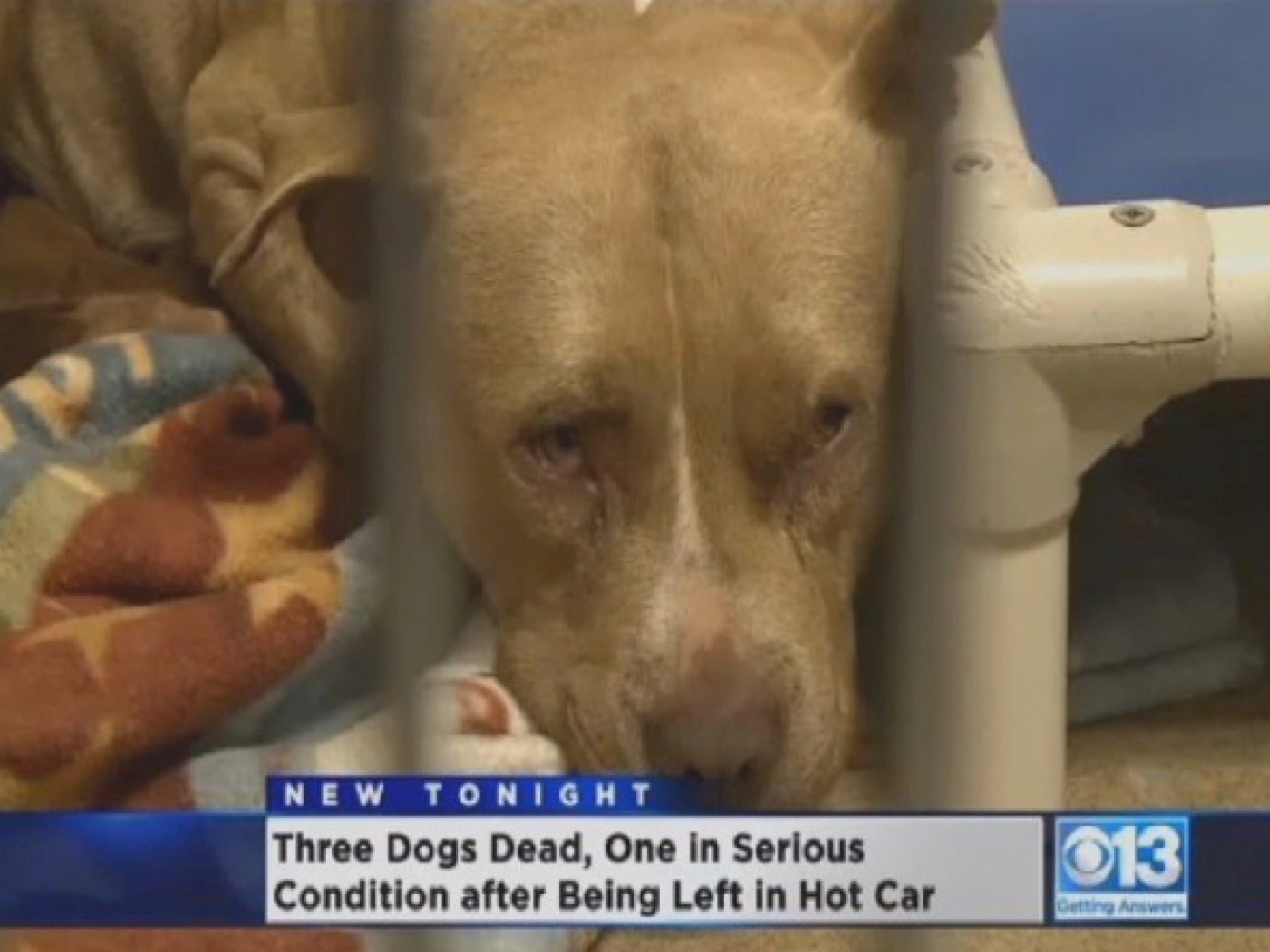 There is a national debate about the issue of dogs that get trapped inside cars