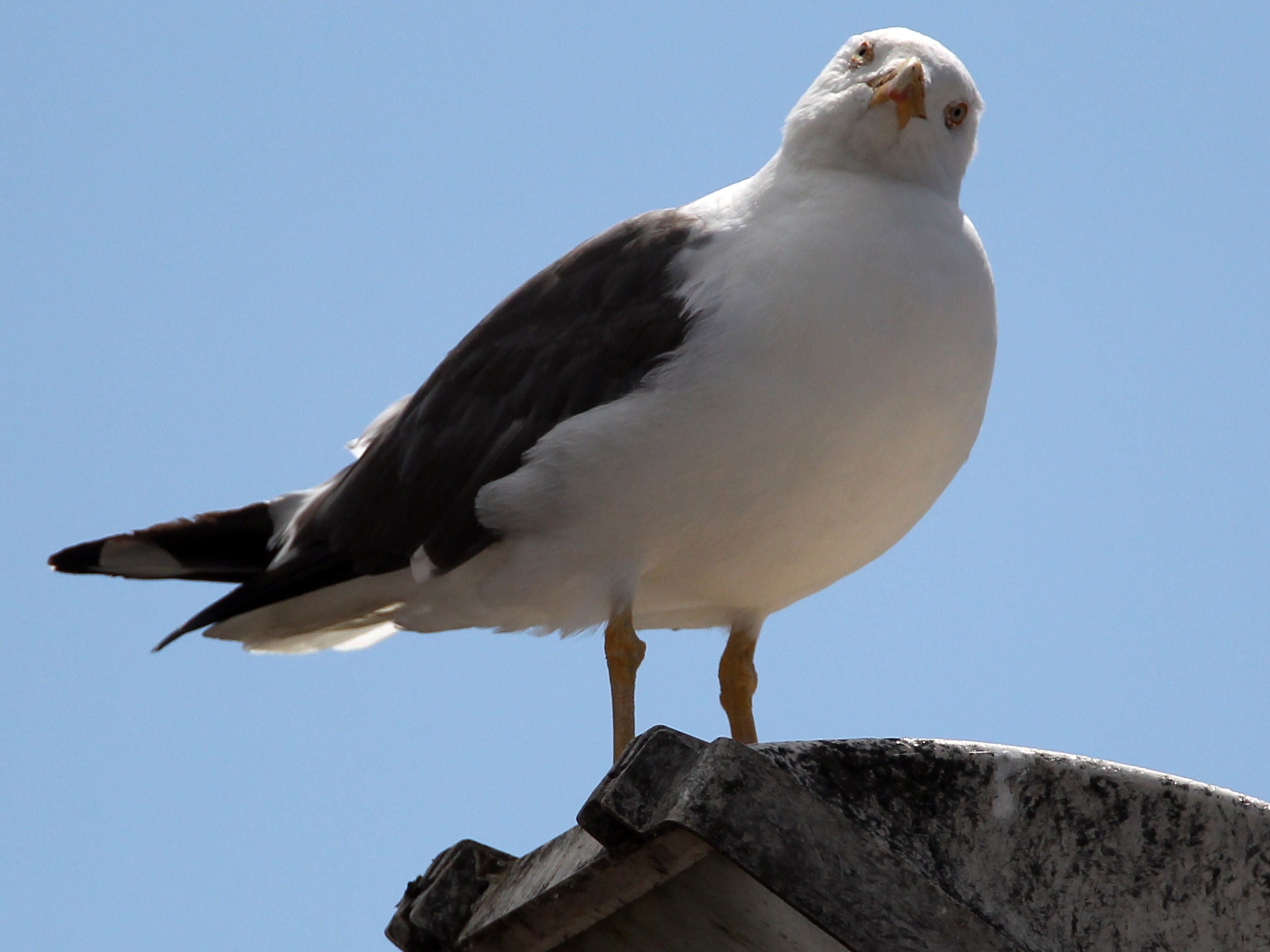 seagulls and their nests are legally protected despite being seen as pests in many seaside towns