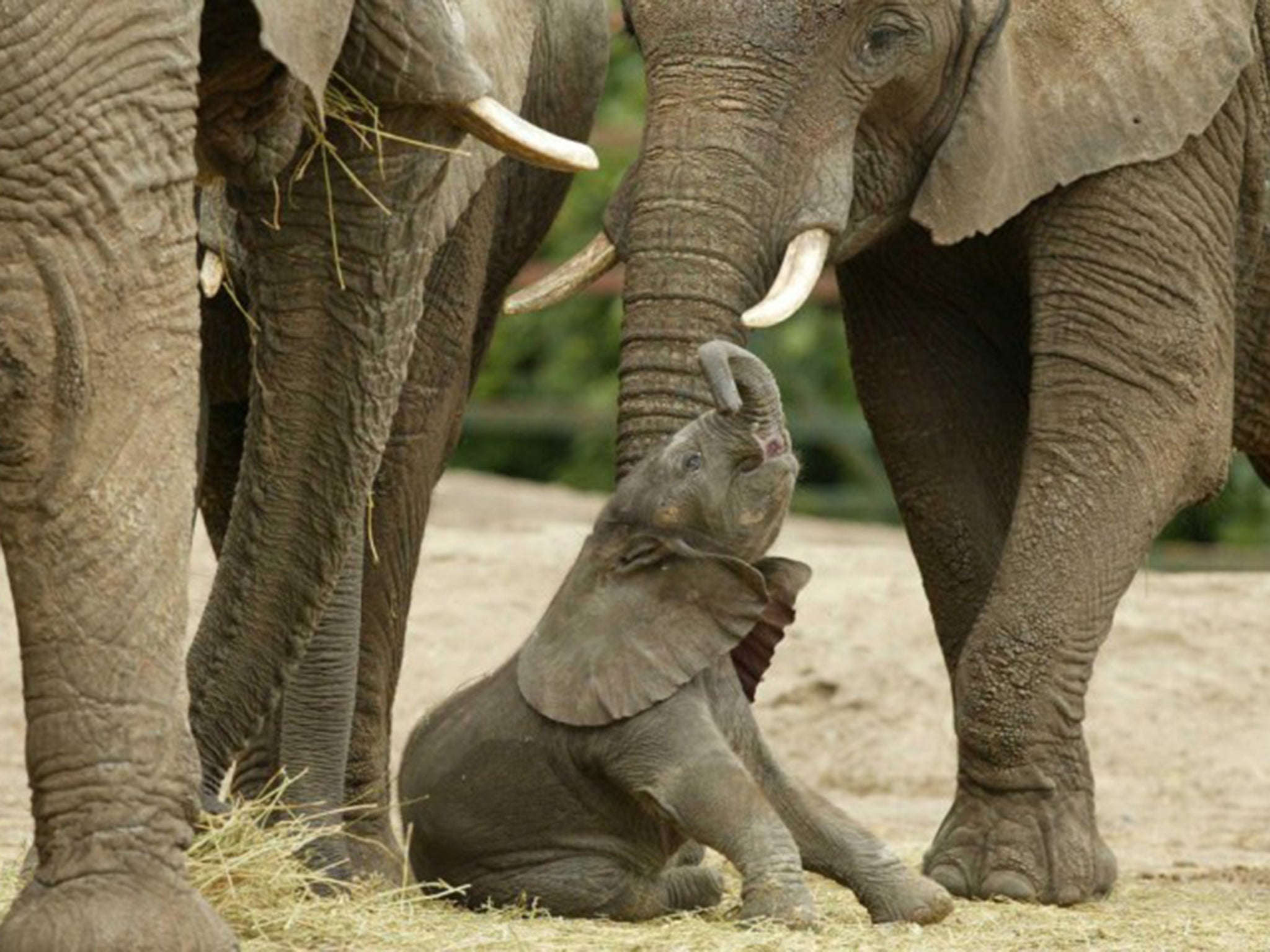 Elephants' low-frequency rumble can be heard by others miles away but is inaudible to humans. Scientists think they transmit through the ground