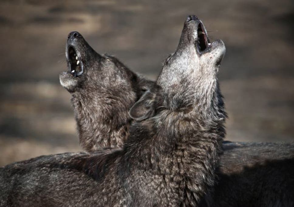 The Secret Lives of Fish-Eating, Beaver-Ambushing Wolves of Minnesota