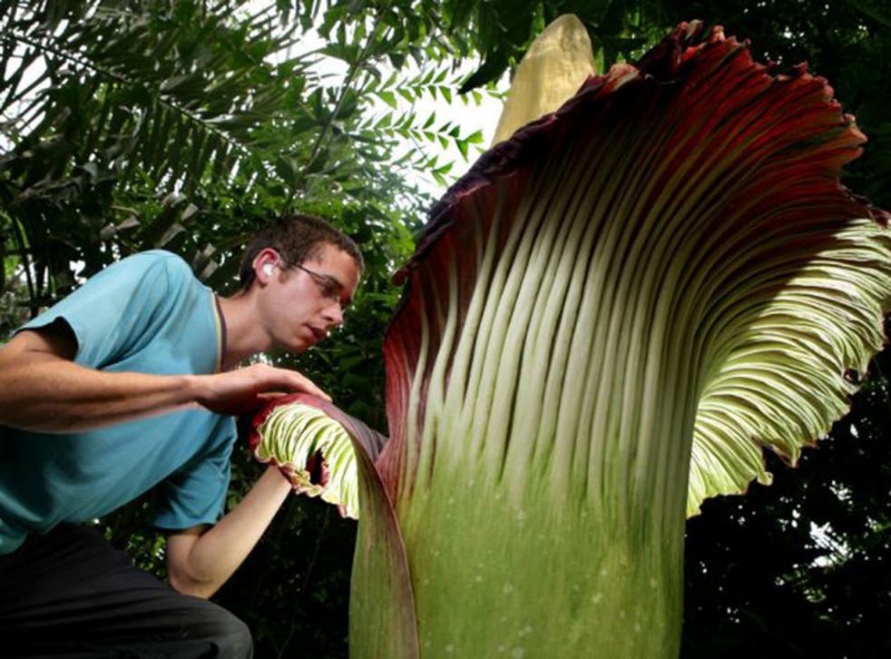 The 'Titan arum' flowers only once, for 48 hours, and smells of rotting meat, hence its common name of ‘corpse flower’