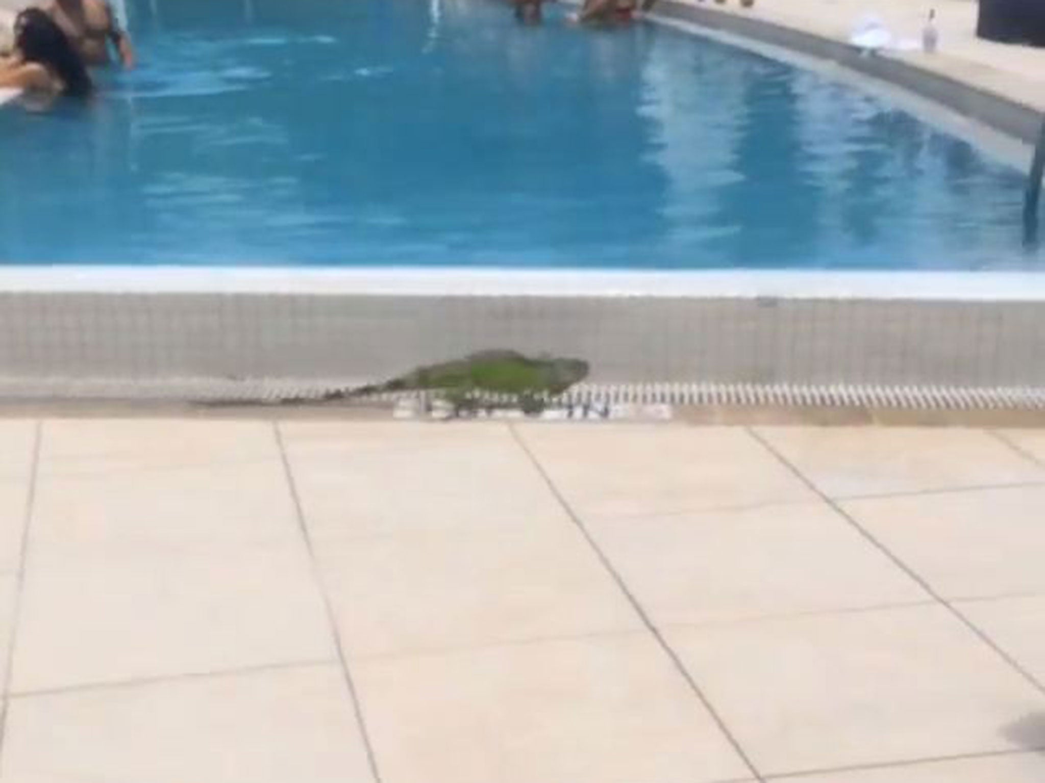 The iguana makes its getaway alongside the pool