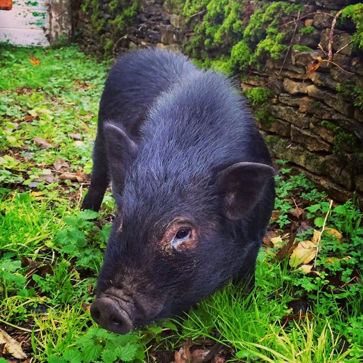 Wilbur, the pig who thinks he's a dog (Dom Joly)