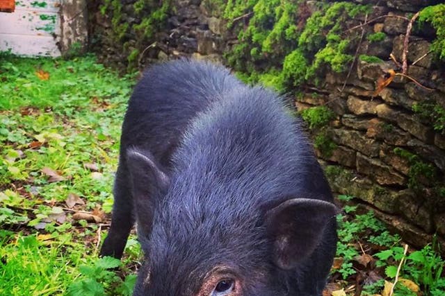 Wilbur, the pig who thinks he's a dog (Dom Joly)