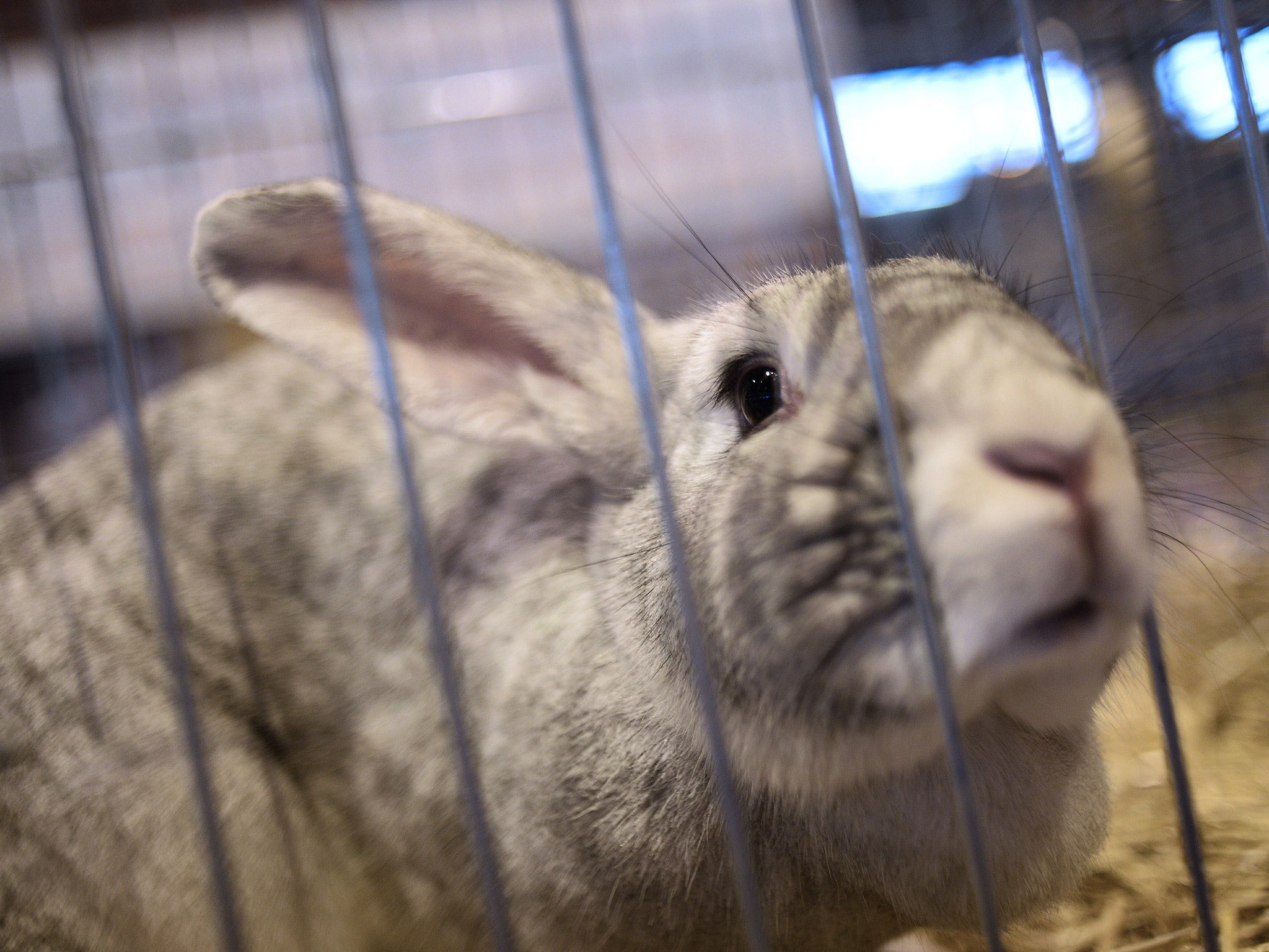 The teacher reportedly used a captive bolt stun gun to kill two rabbits before dissecting them