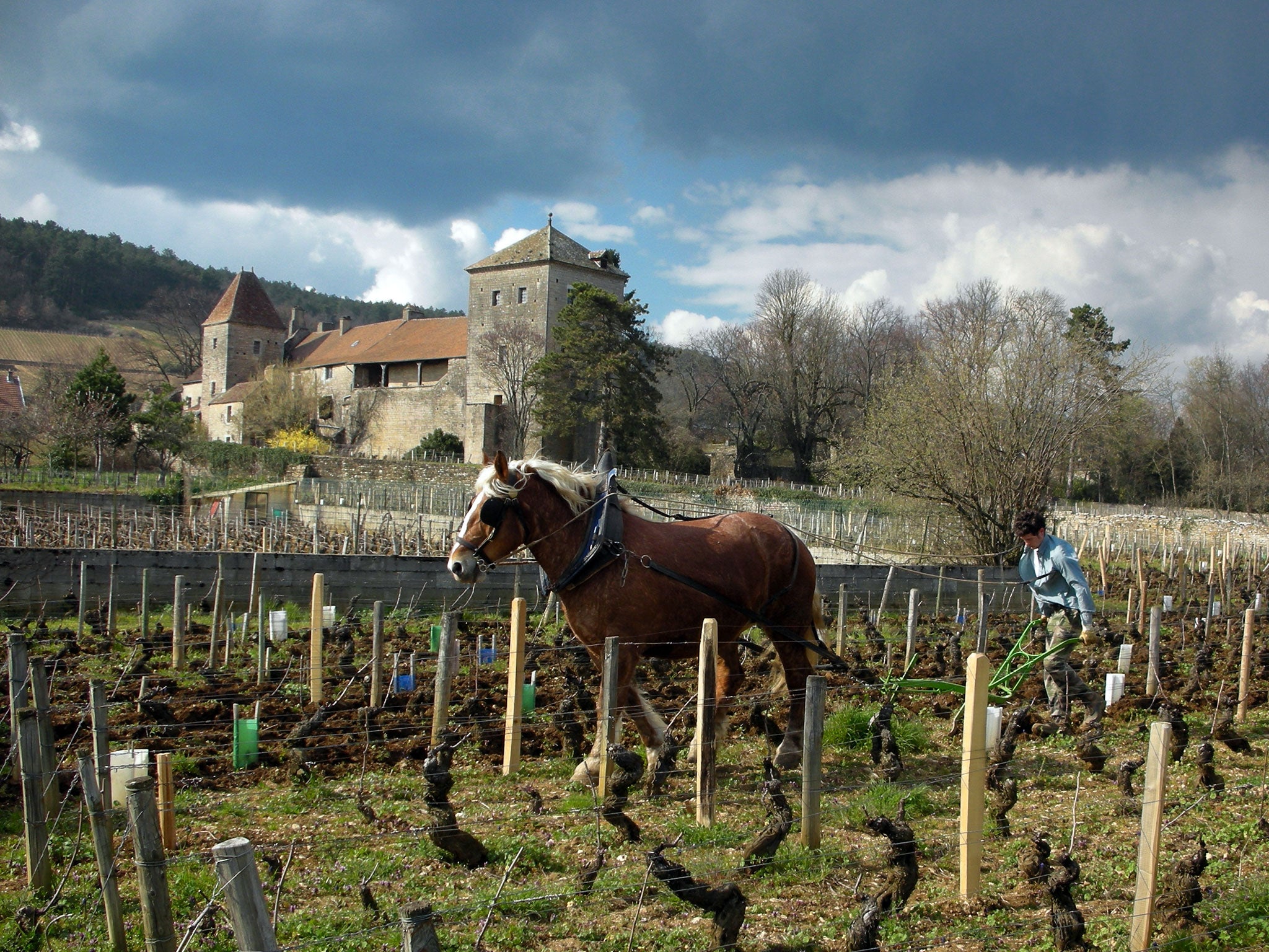 A farmer works the field in the Domaine du Château de Gevrey-Chambertin vineyard in Burgundy