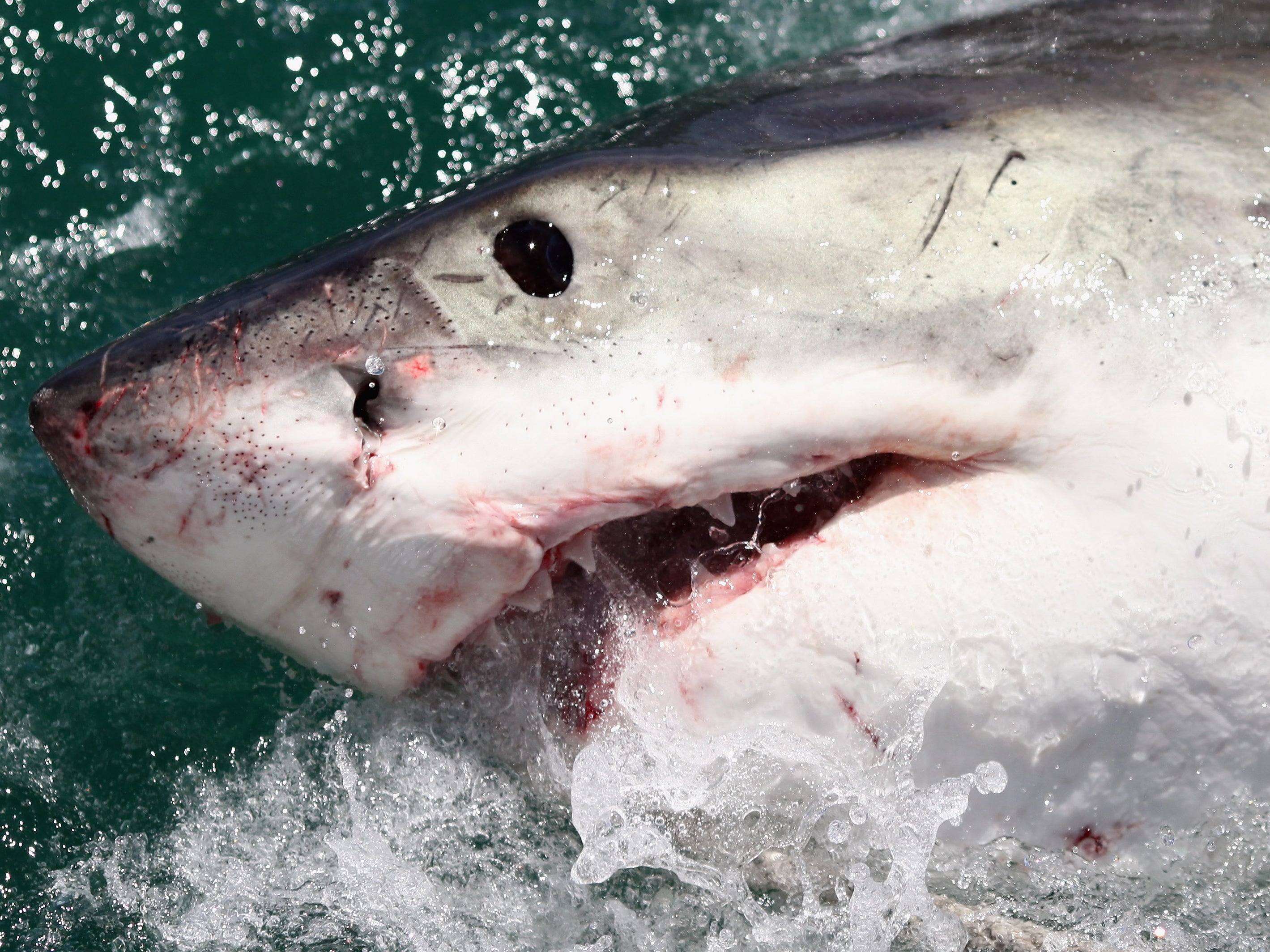 shark jumping out of water with mouth open side view