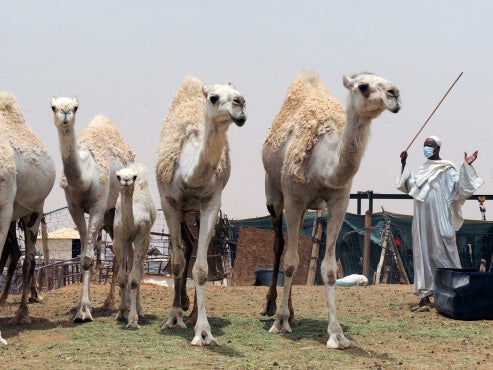 The MERS virus is believed to be spread by camels