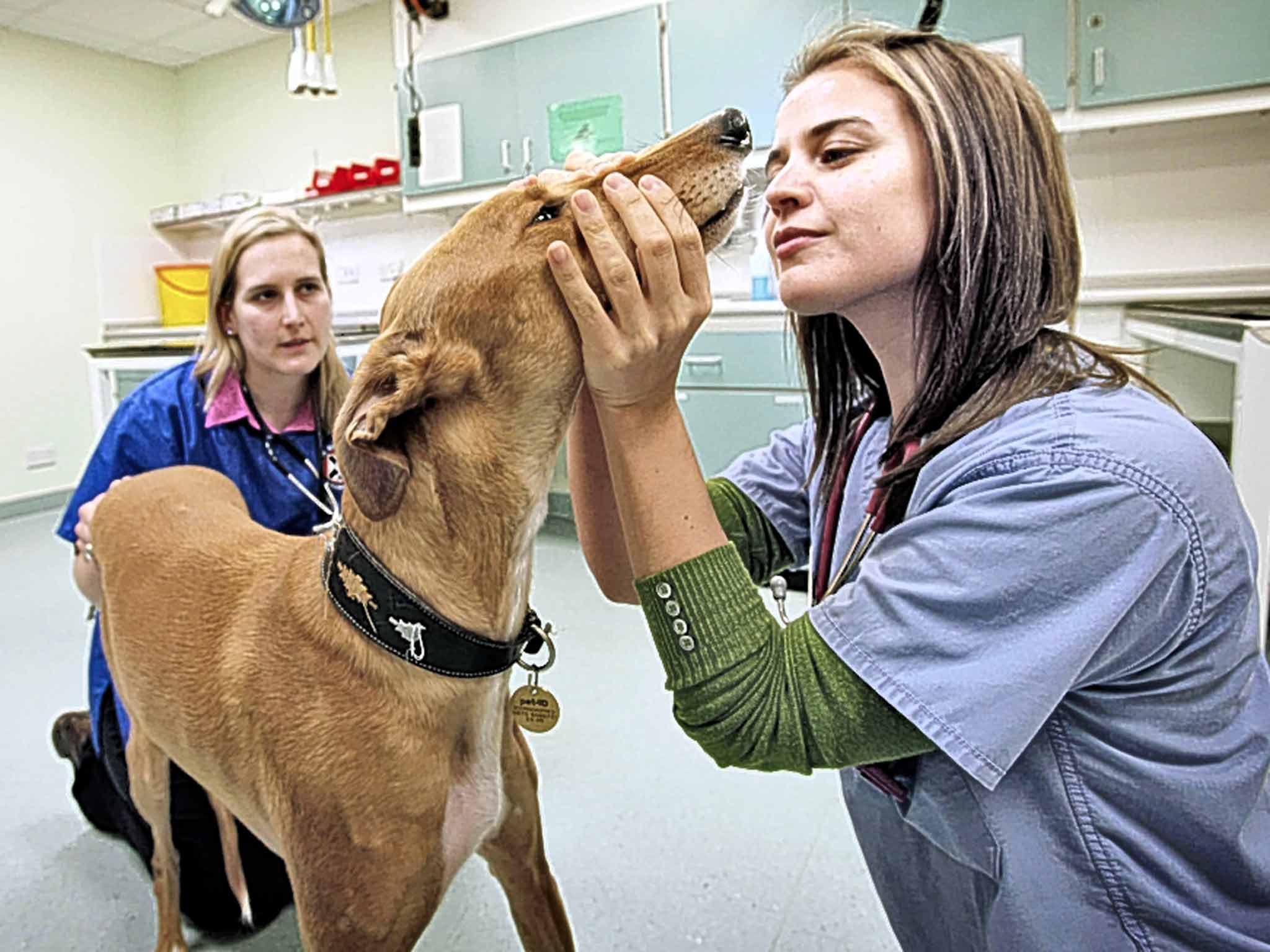 Vets examine a dog.