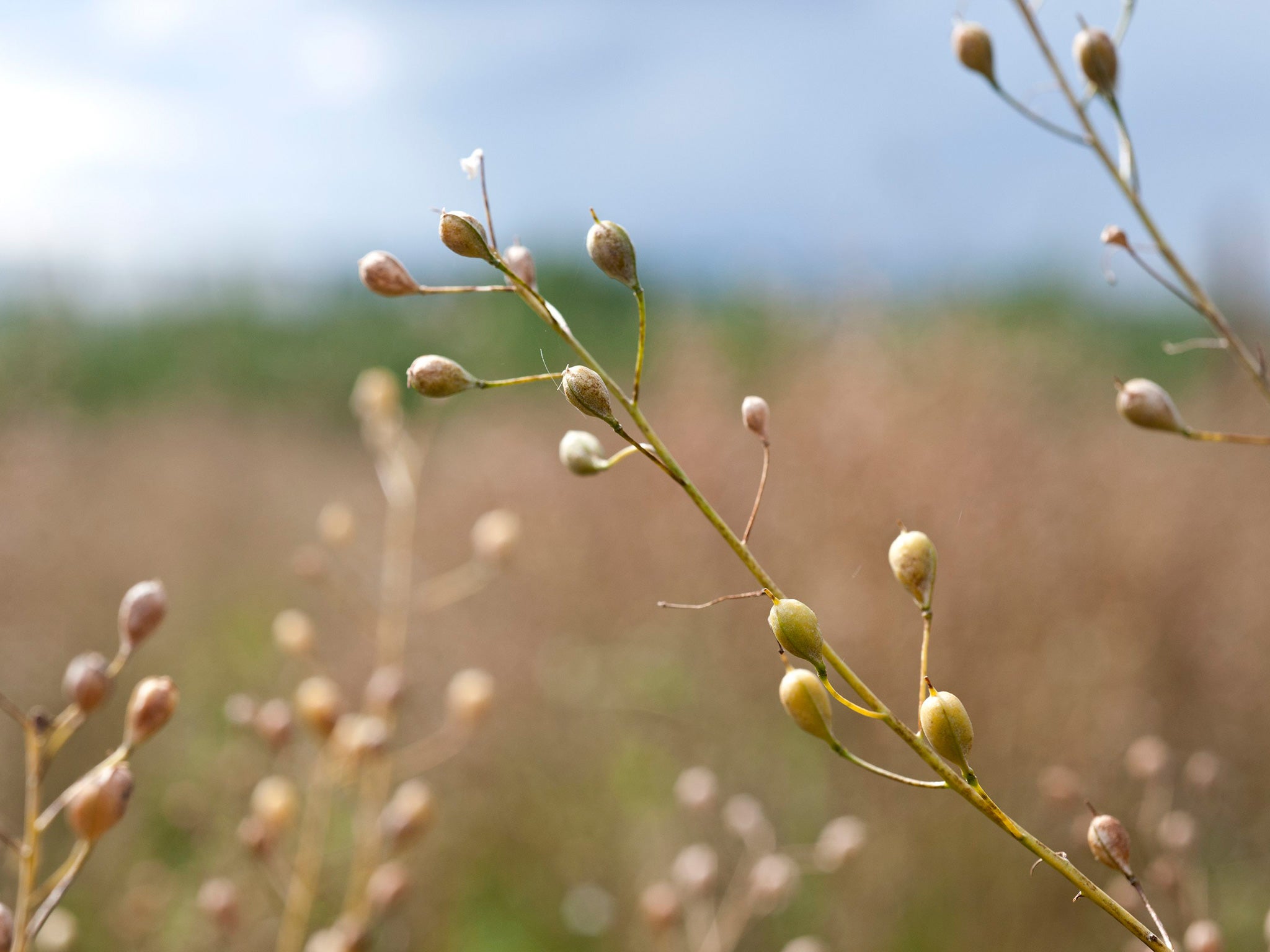 The crop is a potentially viable commercial source of omega-3