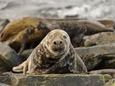 Salmon farms that kill seals to be 'named and shamed'