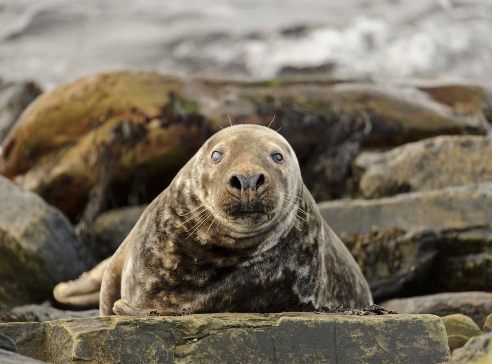 Common and grey seals are protected under Scottish law but fish farms and salmon fishermen can apply for a licence to cull them