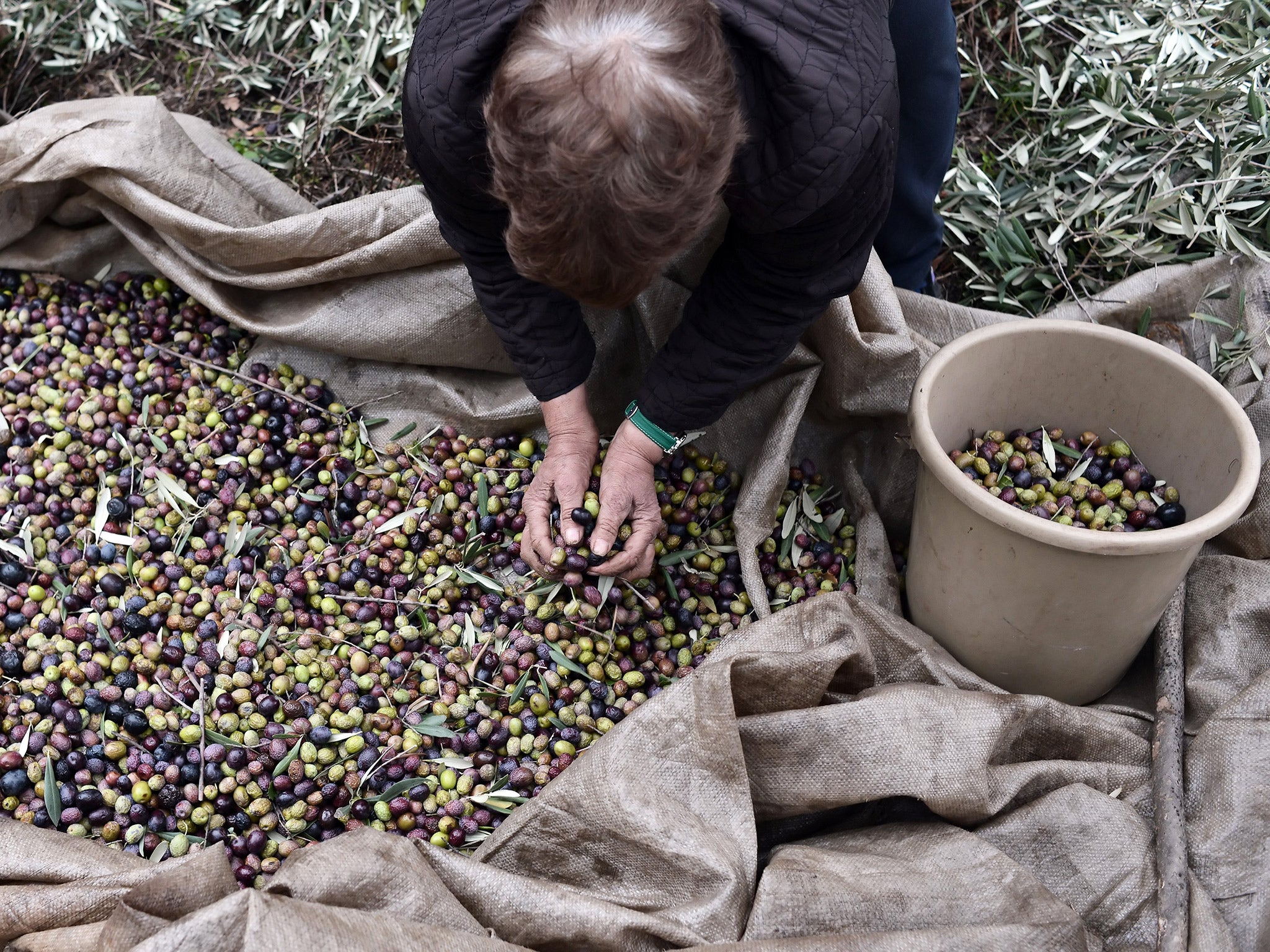 Olive growers fear the banks will raid their accounts (Getty)