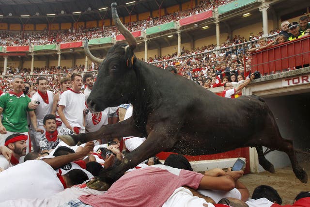 A wild cow leaps over revellers into the bull ring after the second running of the bulls of the San Fermin festival in Pamplona 