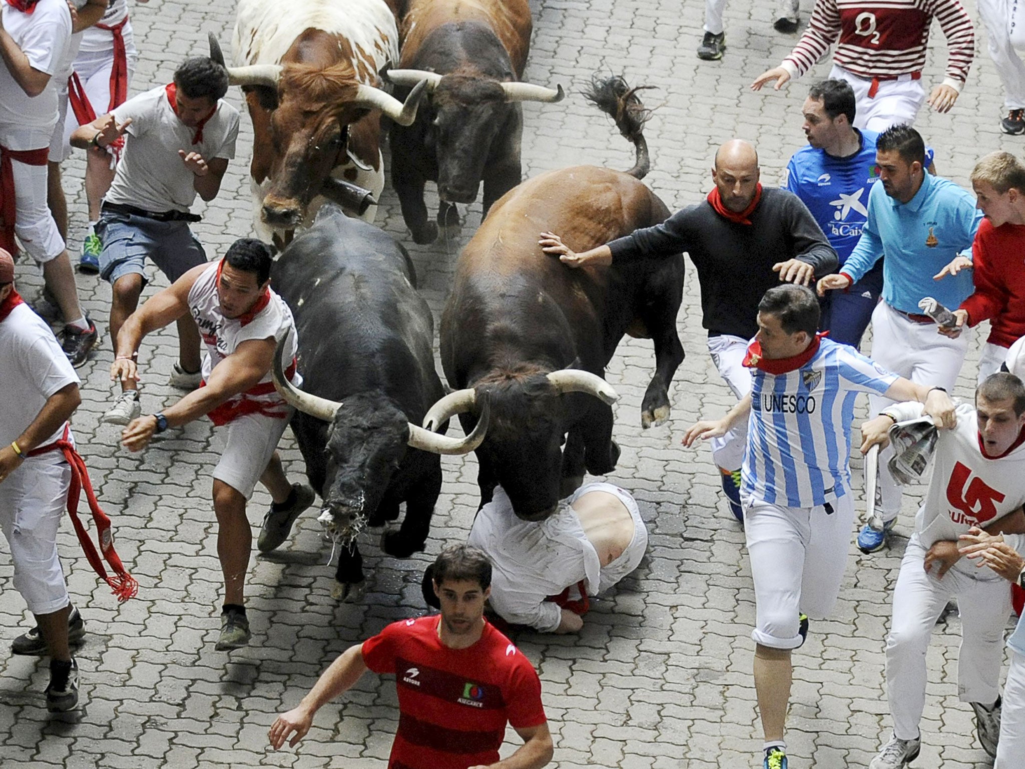 A runner falls in front of fighting bulls