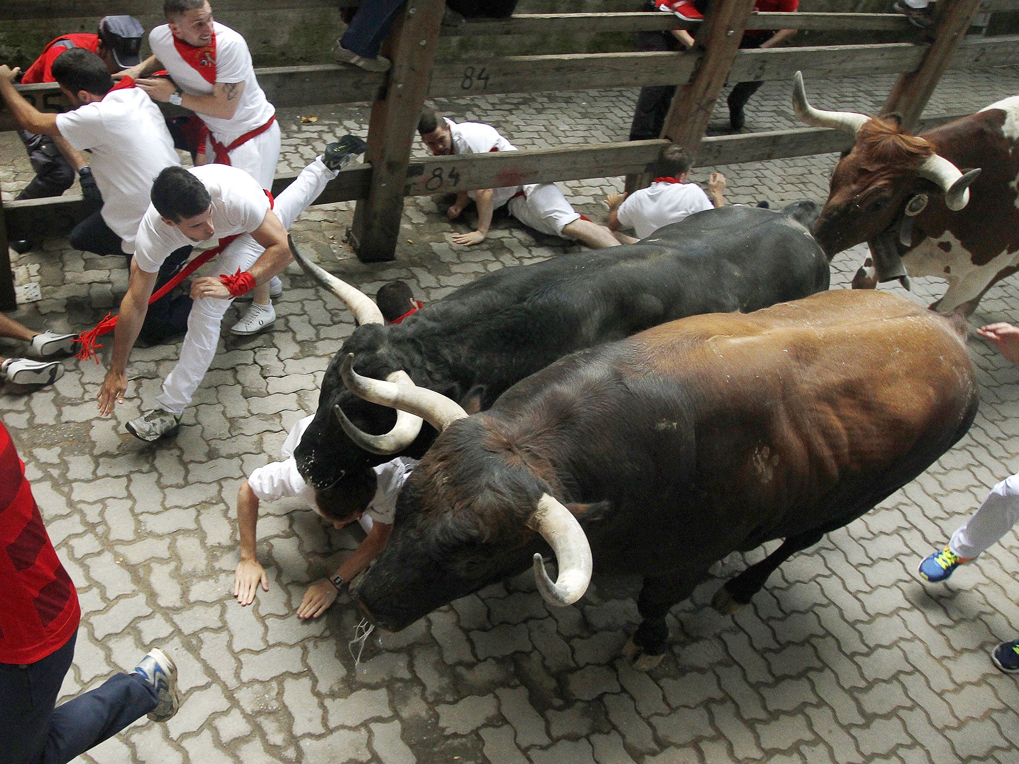 Thousands of visitors participate in the running of the bulls, or encierro - where they attempt to outrun the bulls along a 825 meter route through the narrow streets of the old city
