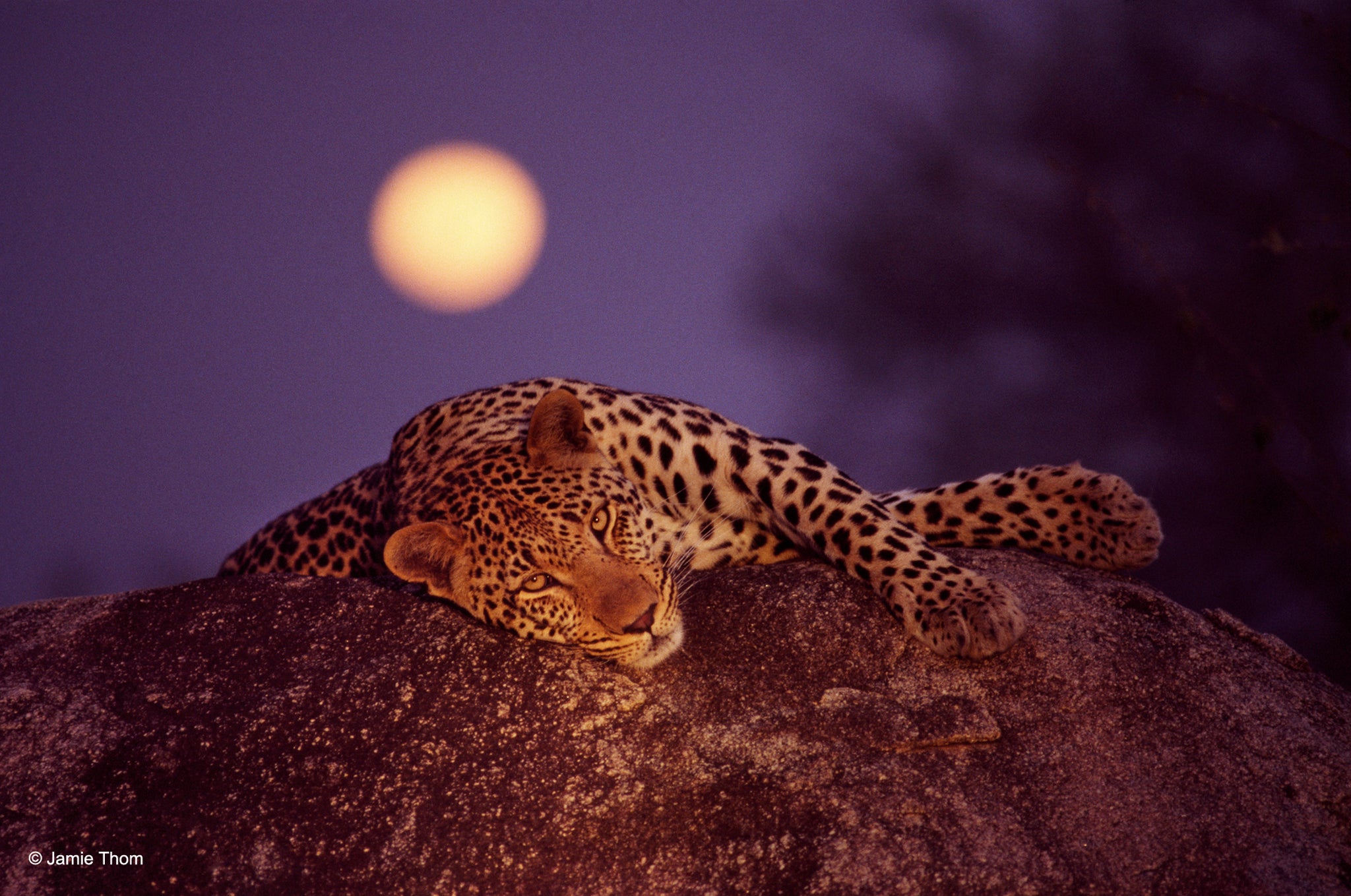 Jamie Thom - Leopard with rising moon, 1999