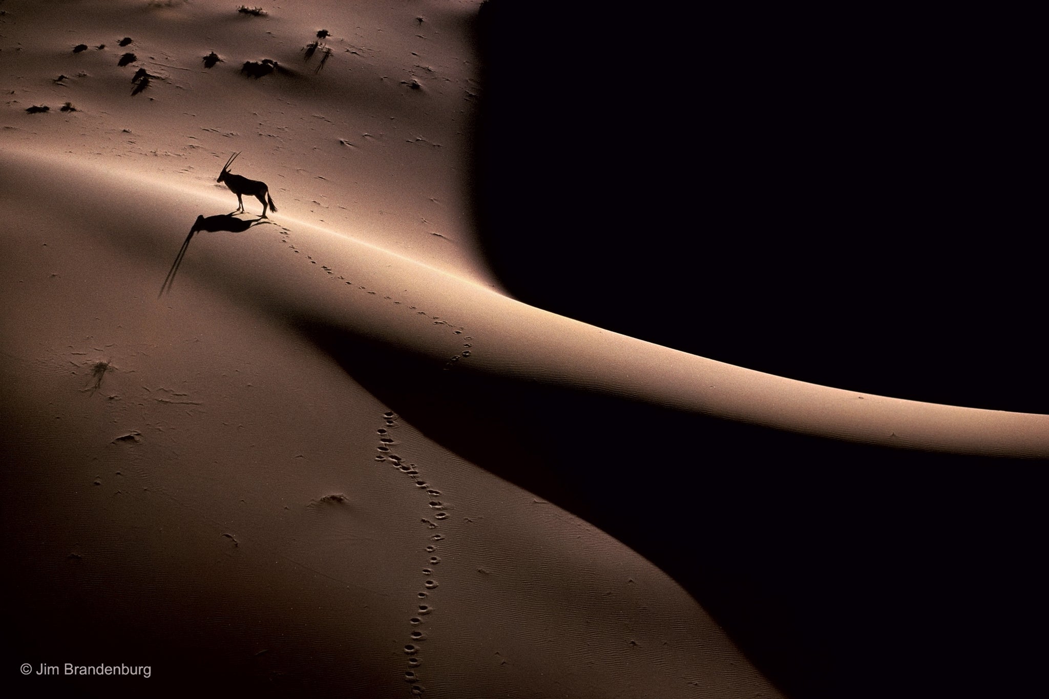 Jim Brandenburg Dune oryx, Wildlife Photographer of the Year -1988