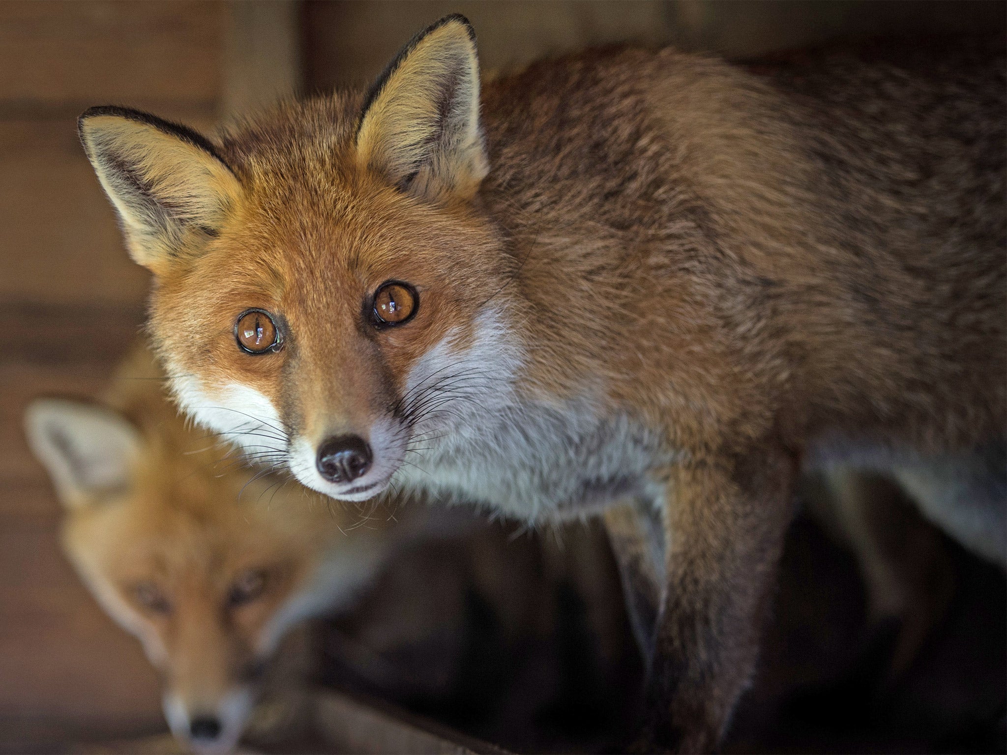 A pair of foxes at Secret World Wildlife Rescue in East Huntspill near Highbridge in Somerset (Getty)