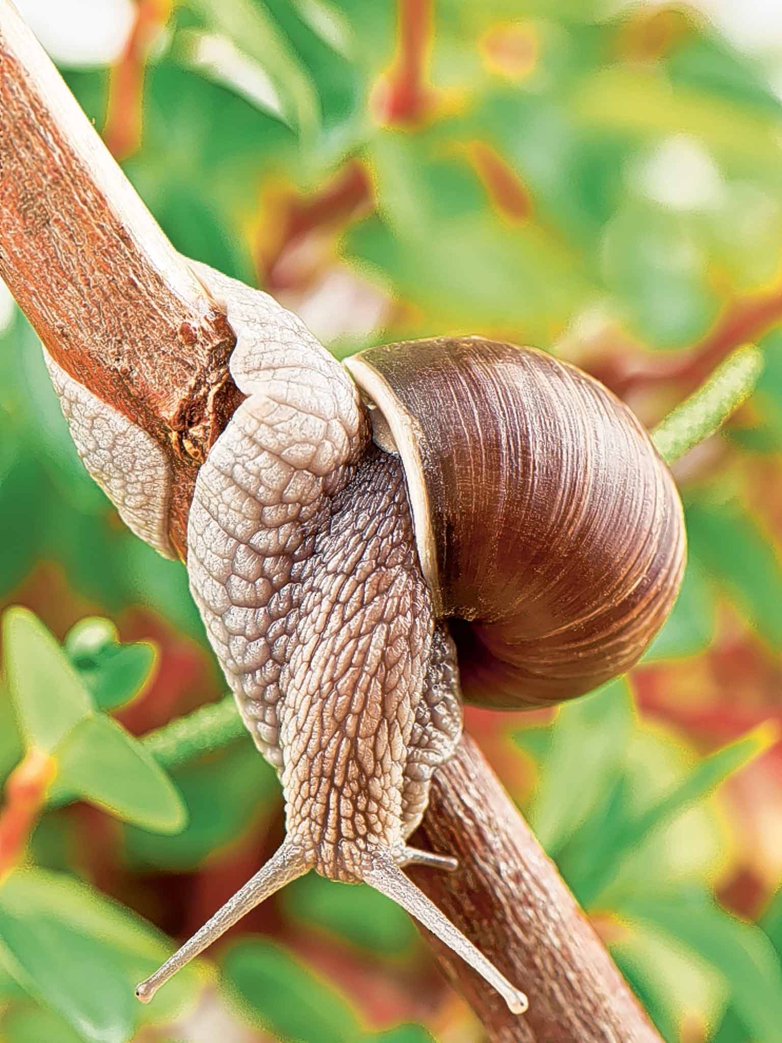 Snails and slugs are most gardeners' number one enemy, and most of us will enthuse over a discussion about how best to repel them