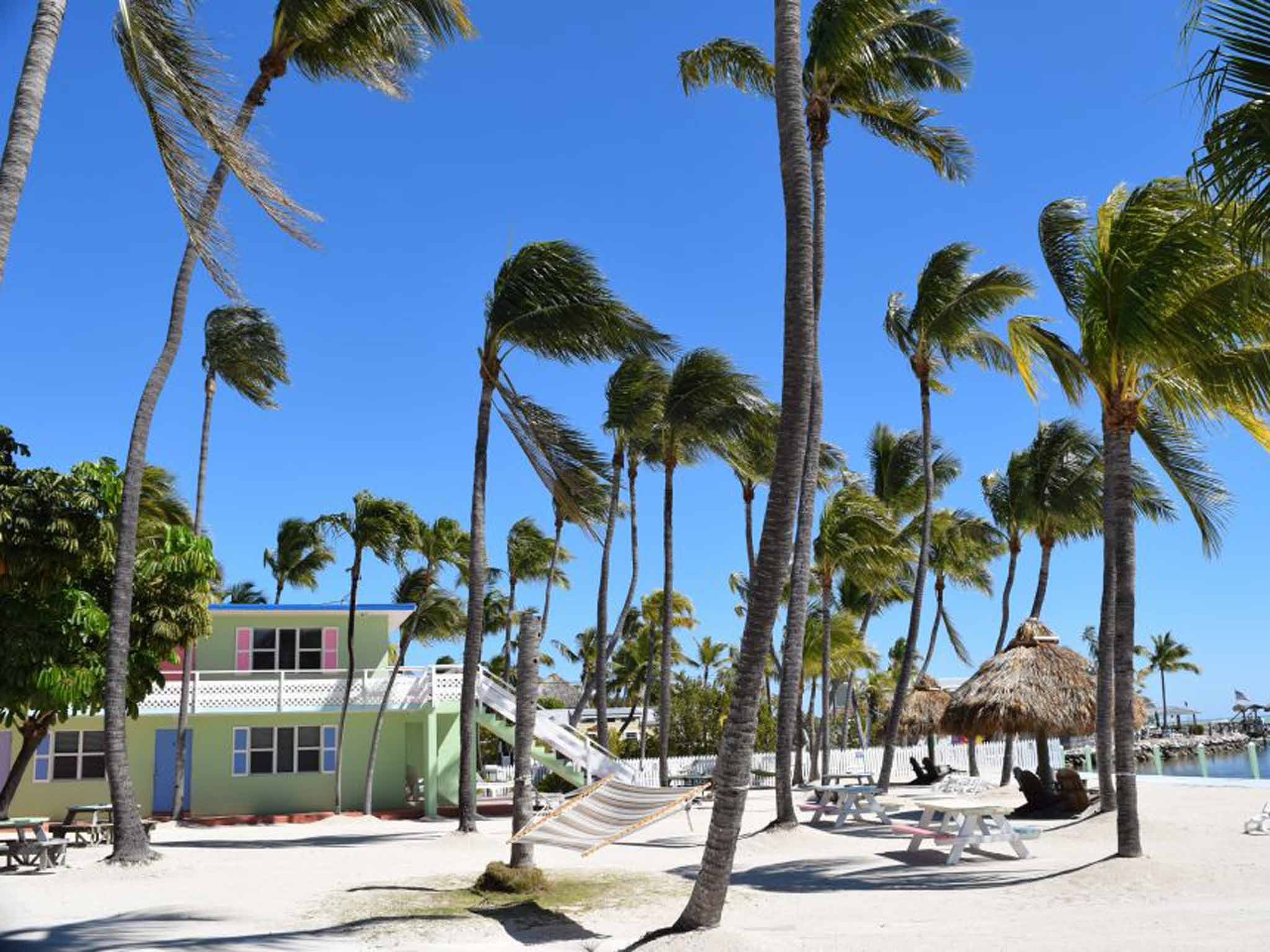 Sunny side: palm-lined beach