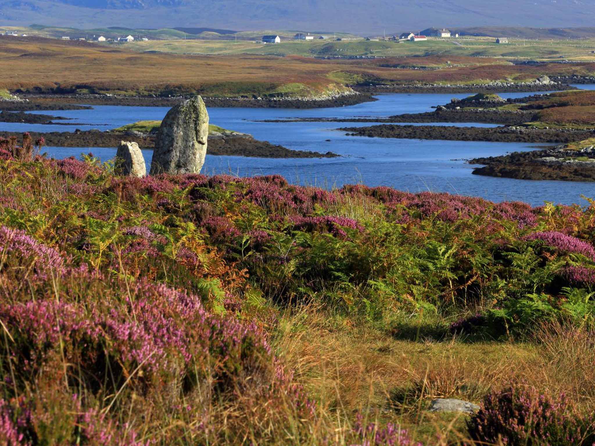 Heather forecast: the island of North Uist in the Outer Hebrides