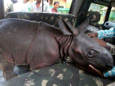 Baby rhinoceros found wandering alone in India’s Kaziranga National