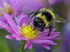 Study finds rising temperatures linked to bumblebee decline
