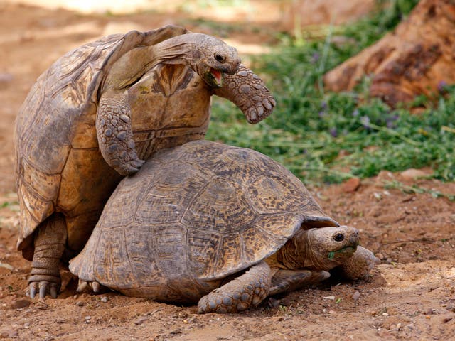 Brace yourself: tortoises are the rabbits of the reptile world