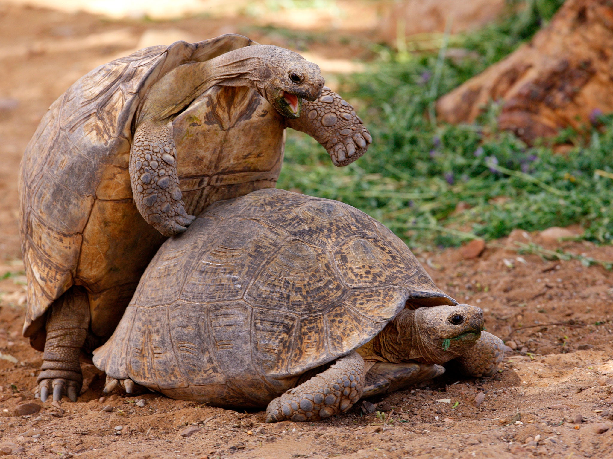 Reptile sex scenes