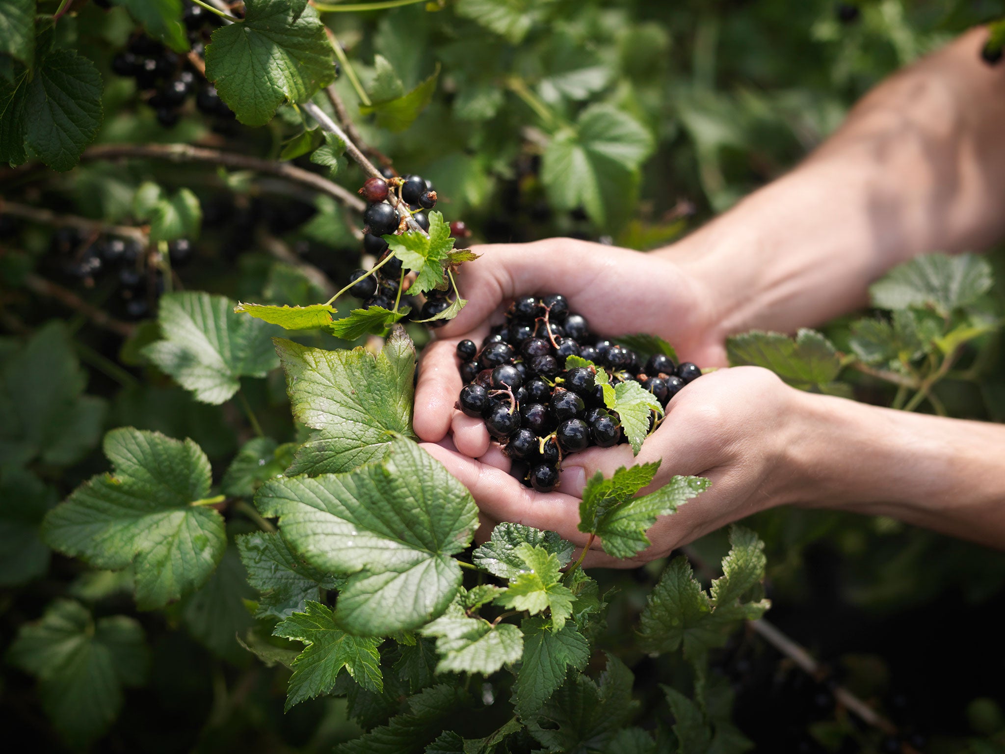 Black beauty: fruits grown by the Blackcurrant Foundation