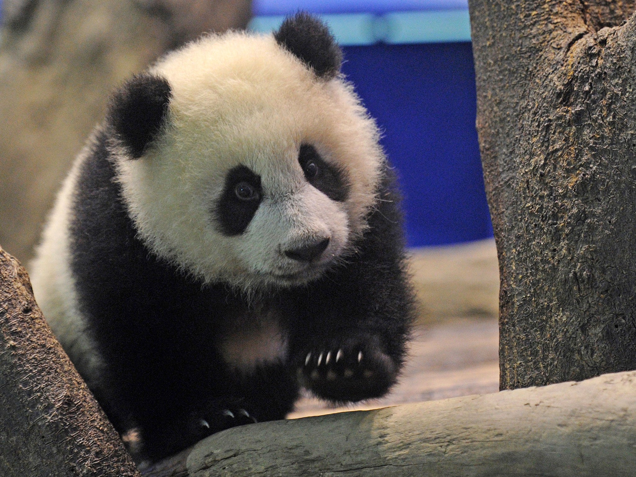 Pandas survive almost exclusively on bamboo because of their extremely ...