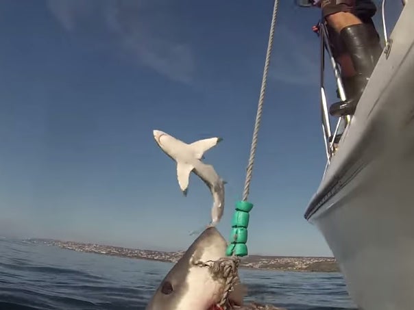Shark photobombs another shark off the coast of South Africa