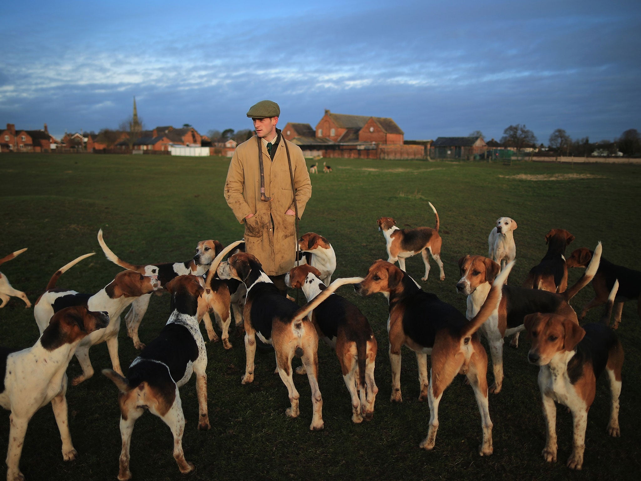 The hounds of the Atherstone Hunt are exercised by Hunstman Stuart Barton before they go out on a hunt on March 5, 2015 in Bosworth, England